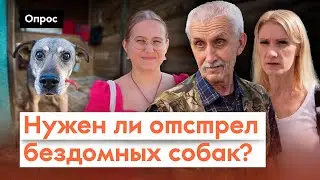 Стерилизация или приют? Как решить проблему с собаками | Опрос 7x7 в регионах