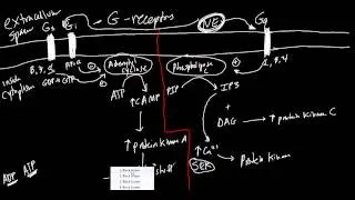 Receptors Made Simple::  Adrenergic, Cholinergic, and G Protein Basics