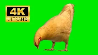 Green Screen - Chicken 4k 2023 #2