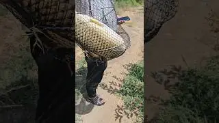 БЕЛЫЙ АМУР НА 6 кг #shortsyoutube #видеорыбалка #carpfishing #carp