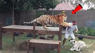 За Секунду До! Жуткая Встреча Человека с Тигром!