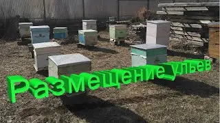 Профессор Кашковский про размещение ульев на пасеке