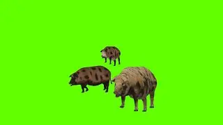 pig green screen cartoon 🐽 pig green screen video 🐽 pig green screen no copyright 🐽 free download 🐽