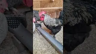 Всегда поёт по запросу