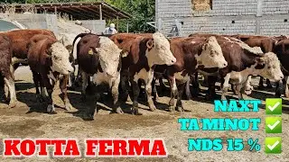 KOMIL AKA GREFORD ANGUS AVLIKOL ARGINAL BUQALAR SOTILADI. XOXLAGAN USULDA NARXI. KREDITGA D BERILADI
