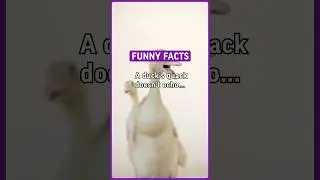 A ducks 🦆 quack doesn’t echo and nobody knows why. #funny #facts #interesting