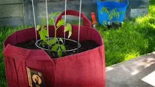 A Better Way To Use A Tomato Cage In A Root Pouch Grow Bag!