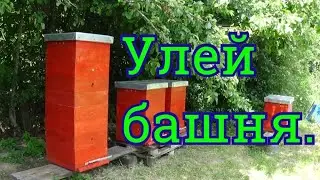 Улей башня. Делаем медовик из двух семей.