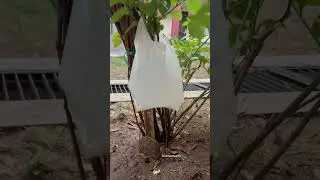 Ninja Technique to watering plants | podho me pani dene ki anokhi khoj party 2 