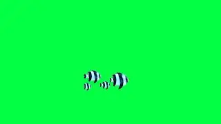 fish green screen effect video FREE DOWNLOAD video