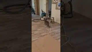 Хозяин прибыл! Жизнь пошла! Поздравляем хозяев с переездом!