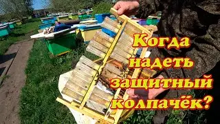 ОДЕВАЕМ ЗАЩИТНЫЕ КОЛПАЧКИ НА МАТОЧНИКИ, ФОРМИРОВАНИЕ СЕМЬИ ВОСПИТАТЕЛЬНИЦЫ ДЛЯ ДАОЛЬНЕЙШЕЙ РАБОТЫ.