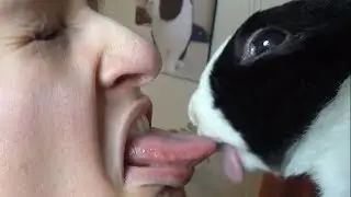 Rabbit kisses human tongue