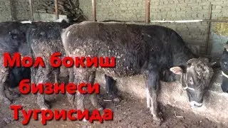 Мол бокиш бизнеси тугрисида