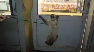 Дайте коту похмелиться)))