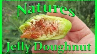 The Common Fig (Ficus carica) Natures Jelly Doughnut