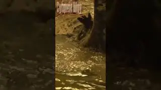 Питон Против Крокодила