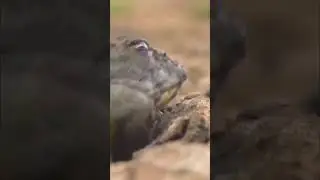 Как ест роющая лягушка!