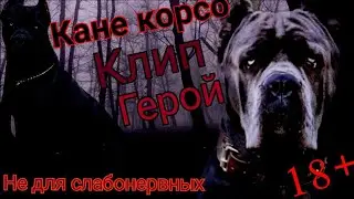 Кане корсо|Клип|Герой