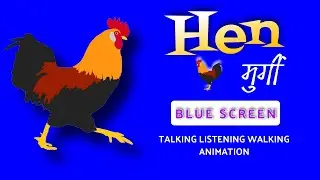Hen मुर्गी | Blue screen 