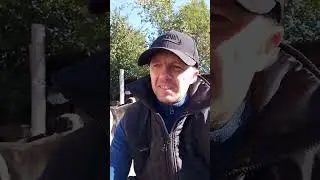 Бугай Алабай. Меня часто спрашивают...)))