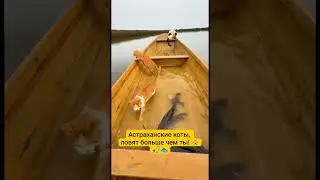 Профессиональные астраханские коты-рыболовы! 😸🐟🎣 