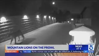 Mountain lions on the prowl in SoCal Neighborhood