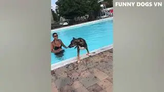 Funniest Animals Video Funny Dogs And Cats   Try Not To Laugh Animals 2022😍😍😍🤪🤪🤪🤣🤣🤣🤣🤣