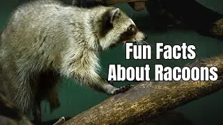 Amazing Facts About Raccoons - Fun Racoon Facts