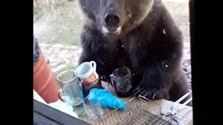 Медведь на даче