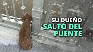 El perrito permanece inmóvil y no para de llorar