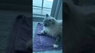 МУРКА ПОКАЗАЛА ПЕНИС😱