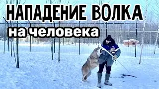 В парке ВОЛКОВ произошло очередное нападение ВОЛКА на человека. Работа кипит полным ходом в морозы.
