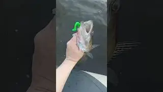 Когда забыл дома подсак #fishing #рыбалка