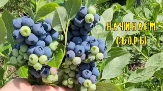 Первый сбор голубики🫐17.06.24. Ставрополь.