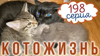 РАЗДАЛИ ВСЕХ КОТЯТ🔸МНОГОСТРАДАЛЬНЫЙ КОТ ПЕРСИК и другие истории😻КОТОЖИЗНЬ!