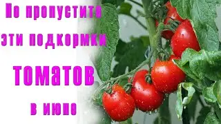 🍅ВАЖНЫЕ ПОДКОРМКИ ТОМАТОВ В ИЮНЕ🍅