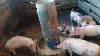 Отбил поросят 25 дней!!!!! И что из этого вышло?