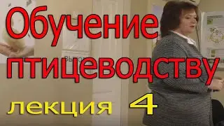 Обучение птицеводству | Лекция 4