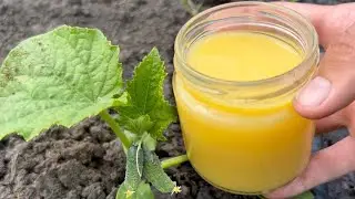Urgently give it to Cucumbers, Tomatoes, Peppers in JUNE and They Will Immediately Bear Fruit