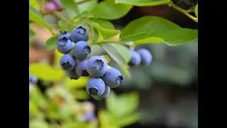Как ухаживать за голубикой весной и во время всего роста!