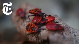 The Animals of Chernobyl | The New York Times