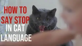 Paws Off! Ways to Say No to Your Cat / Cat Communication / Cat World Academy