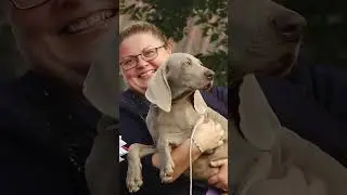 Веймаранер. Коротко о породе собак Weimaraner