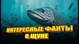Интересные факты о щуке