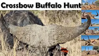 WE (almost) DID IT !! Buffalo & Crossbow -  Also some plains game hunting in South Africa