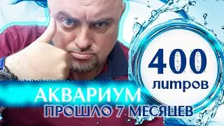 Аквариум 400 литров. Прошло 7 месцев.