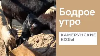 Бодрое утро. Хвостатые. Камерунские козы. 31.04.2022