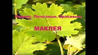 Редкие. Красивые. Полезные. Маклея