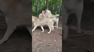 Это шок! Волки играют с детьми!